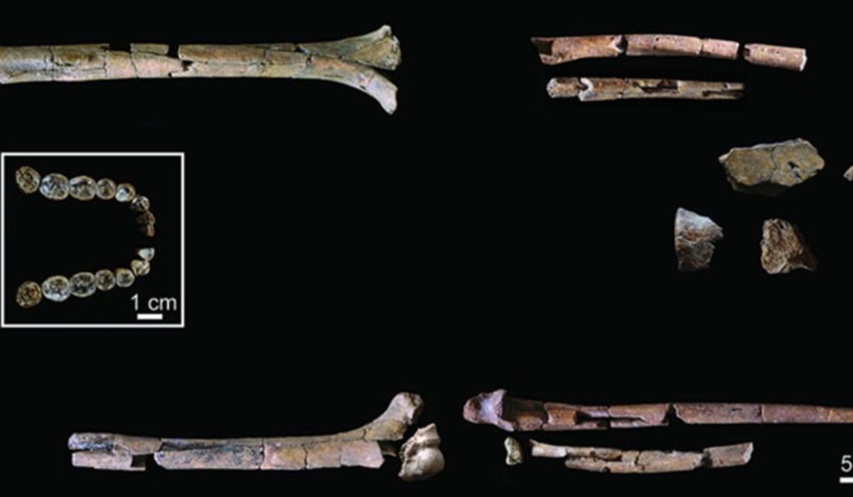 (Imagen: ICP-CERCA/Reproducción)