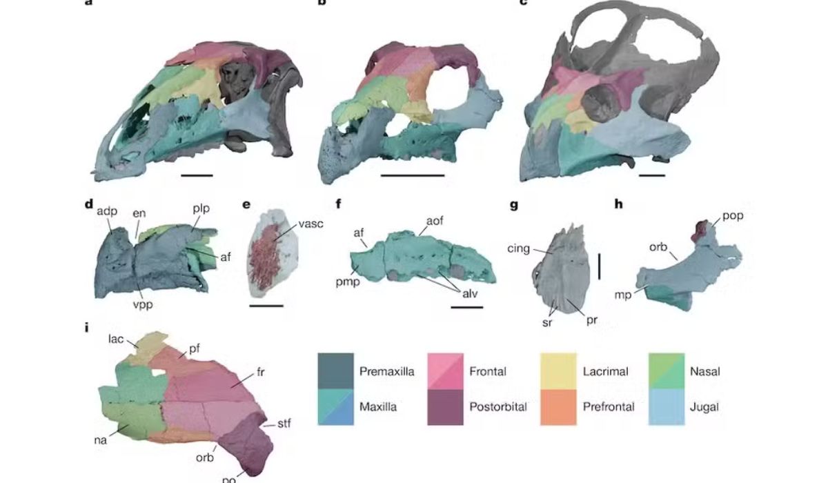 (Imagen: Divulgación/Nature)