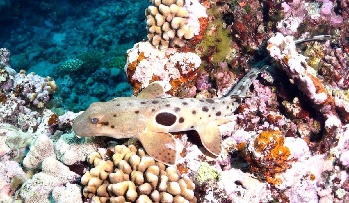 (Imagen: Universidad Atlántica de Florida/Divulgación)