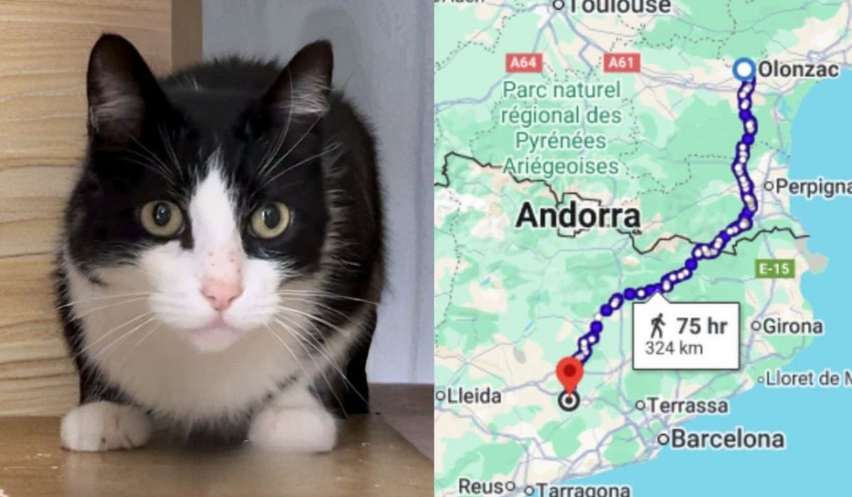 Gato desaparecido durante viagem à Espanha reaparece meses depois perto de casa, na França, após percurso estimado de 250 km. (Imagem: Reprodução/Portal Regis Andrade)