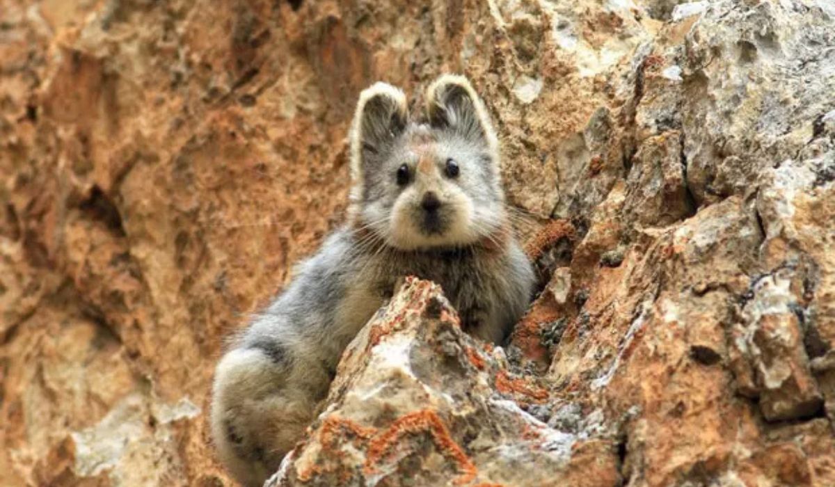 (Imagen: Li Weidong/Wikimedia Commons)