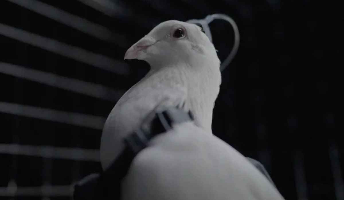 (Imagen: Wikimeidia Commons/Fernando Losada Rodríguez)