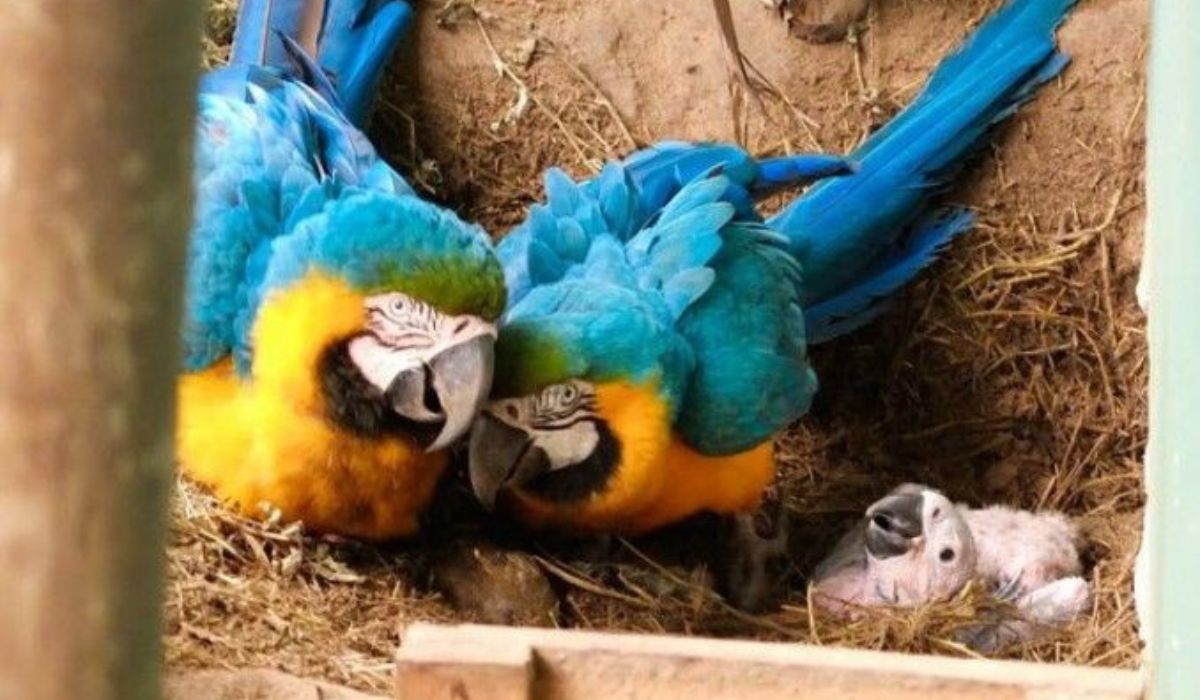 (Imagen: Reproducción/Portal Amazônia)