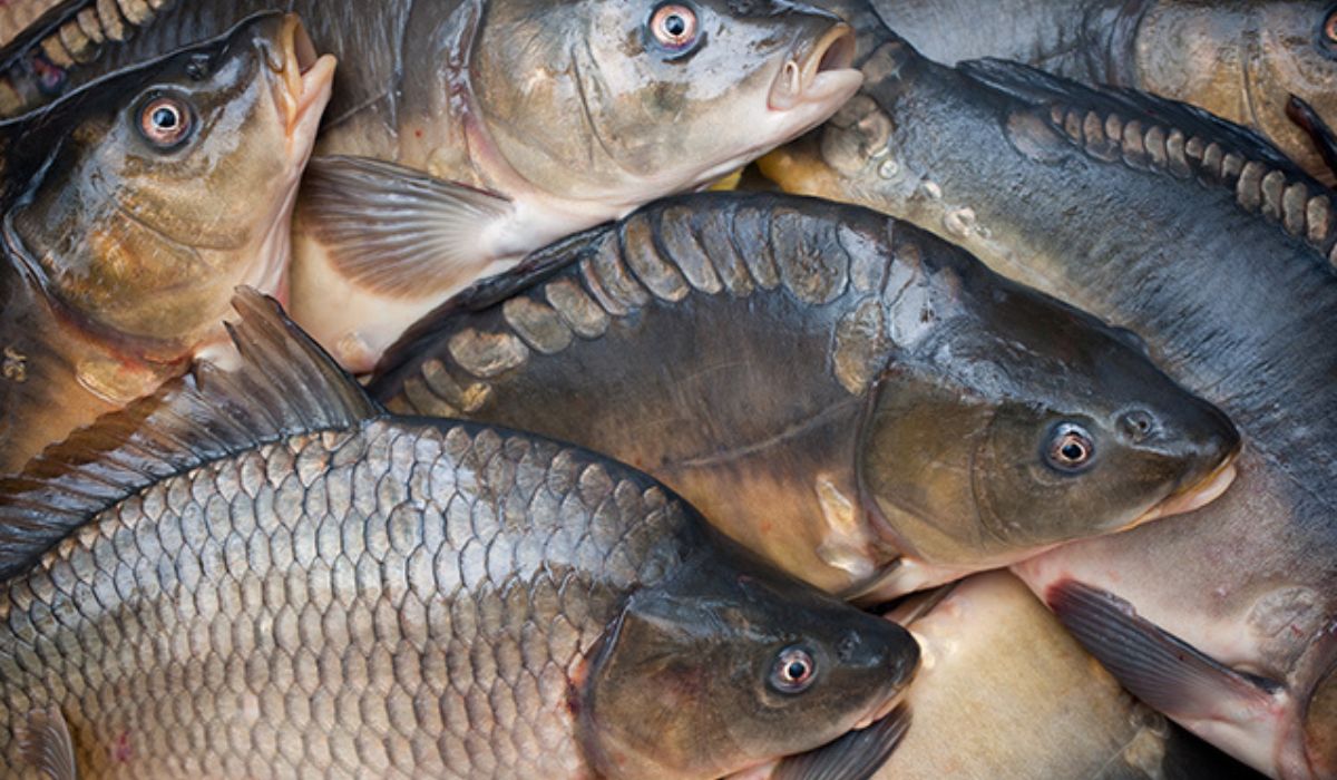 Carpa prateada (Imagen: Reproducción)