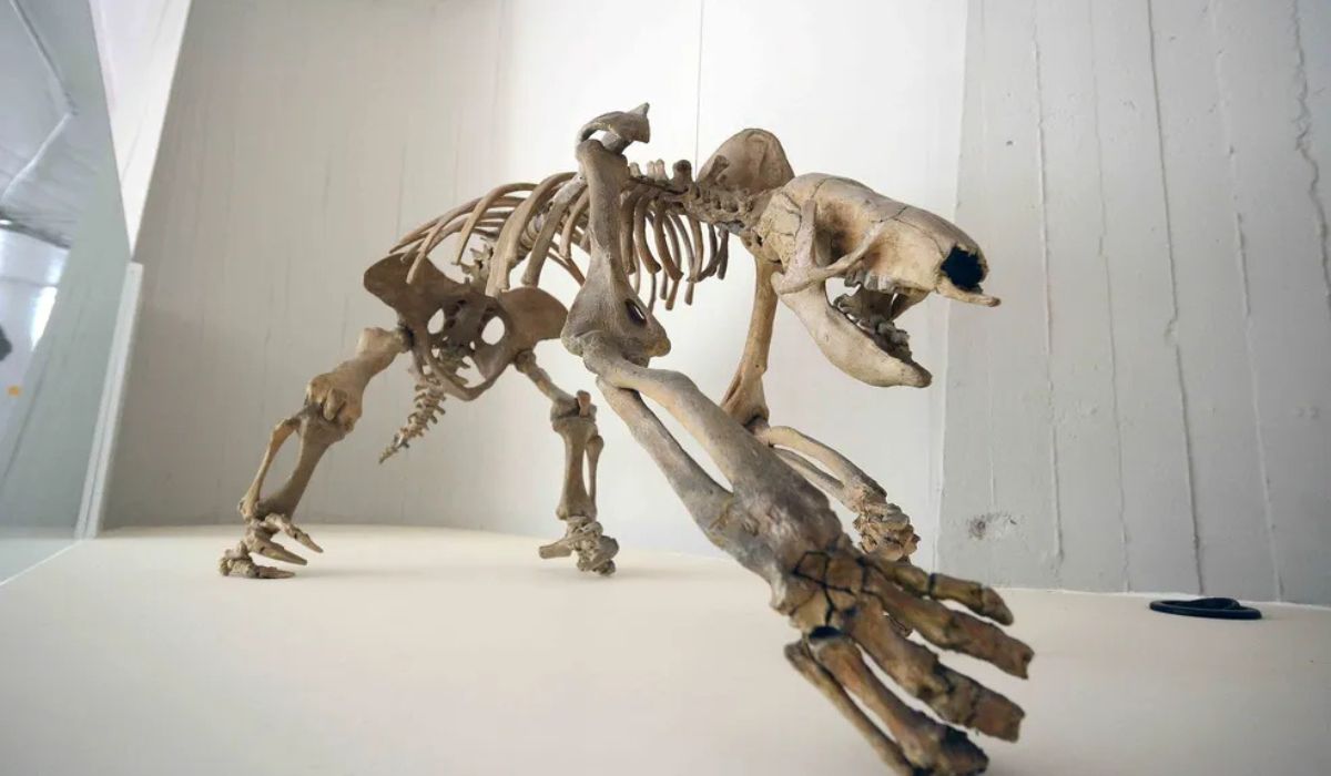 Reproducción de esqueleto de la Nothrotherium maquinense, especie de perezoso gigante, en el Museo de la Gruta del Maquiné — Foto: Gil Leonardi/ Facebook Museo de la Gruta del Maquiné