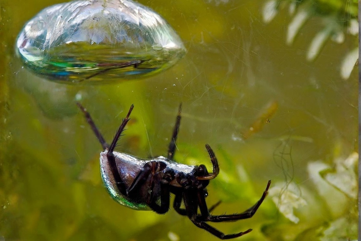 Única aranha que vive quase toda a vida submersa, a aranha campana de mergulho constrói bolhas de ar, caça debaixo da agua e ainda funciona como indicador natural da qualidade ambiental