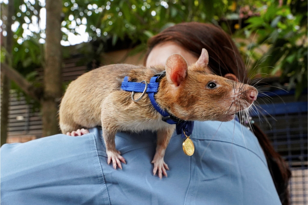 Rata gigante africana detecta minas no Camboja, encontra mais de 70 explosivos em cerca de 5 anos com faro treinado, muda a segurança de áreas inteiras e ganha medalha de ouro no Reino Unido