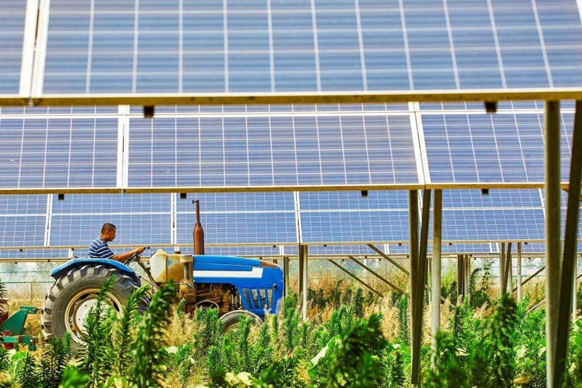 Agricultor troca o trigo por placas solares e passa de 100 euros por hectare para 1.900 euros