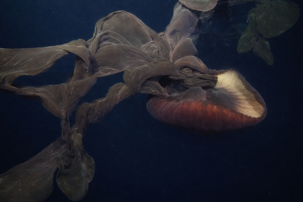 Cientistas registram uma criatura gigante no oceano com extremidades acima de 10 metros e levantam novas dúvidas sobre os limites da vida marinha