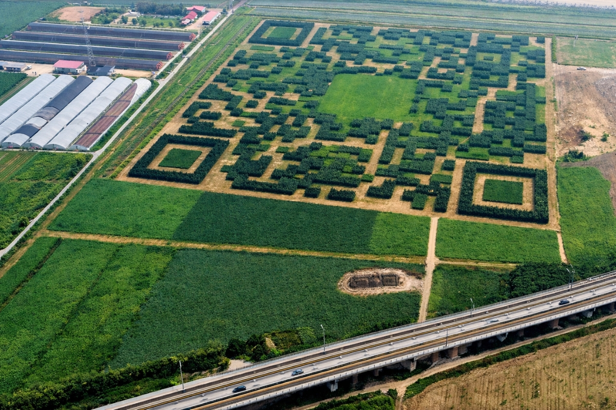 Vila na China planta 130 mil árvores para formar um QR Code gigante visível do céu, escaneável por imagens aéreas, e transforma reflorestamento em vitrine do turismo