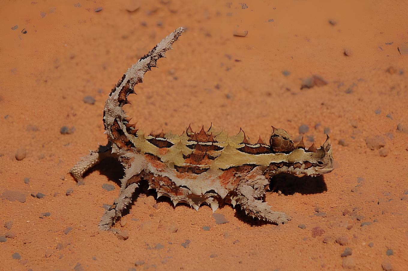 No deserto australiano, o Diabo-espinhoso (Moloch horridus) ativa uma ‘rede hidráulica’ microscópica na pele que suga água da areia para a boca e funciona mesmo em ambientes quase sem chuva