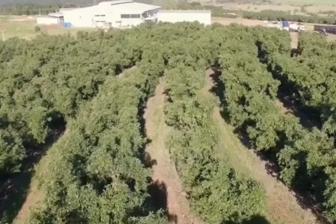 Conoce la mayor granja de aguacate y la exportadora de aguacate que impulsa la producción de aguacate, el aguacate y el aguacate en Brasil.