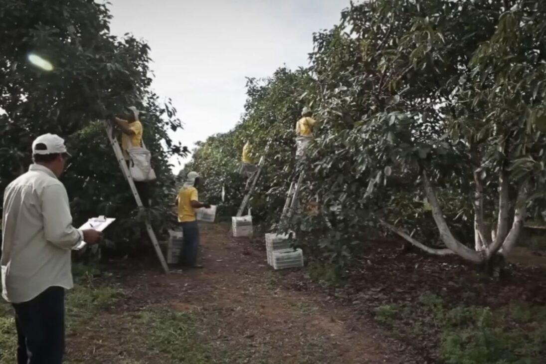 Conoce la mayor granja de aguacate y la exportadora de aguacate que impulsa la producción de aguacate, el aguacate y el aguacate en Brasil.