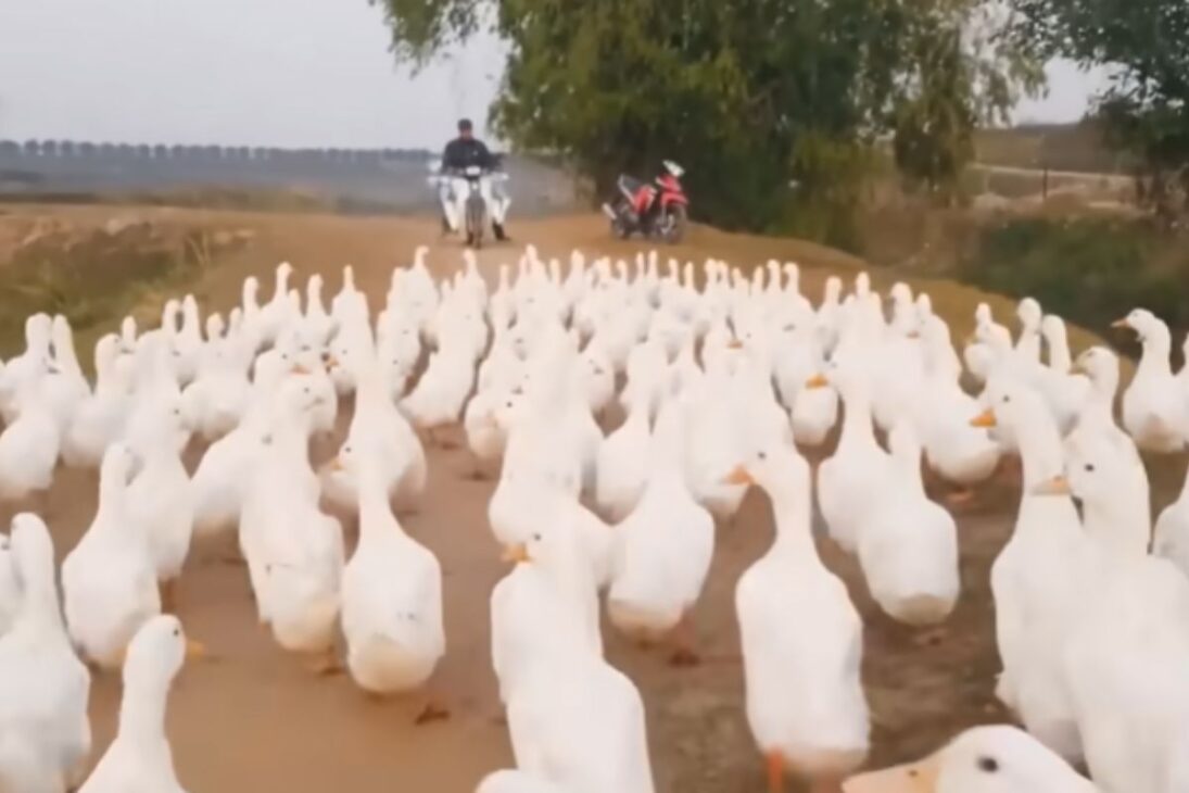 Del Campo Al Plato: Cría De Patos Y Cría De Gallinas Explicadas. Vea Millones De Patos Y Gallinas En El Mundo, Incubación Y Robots En La Granja.