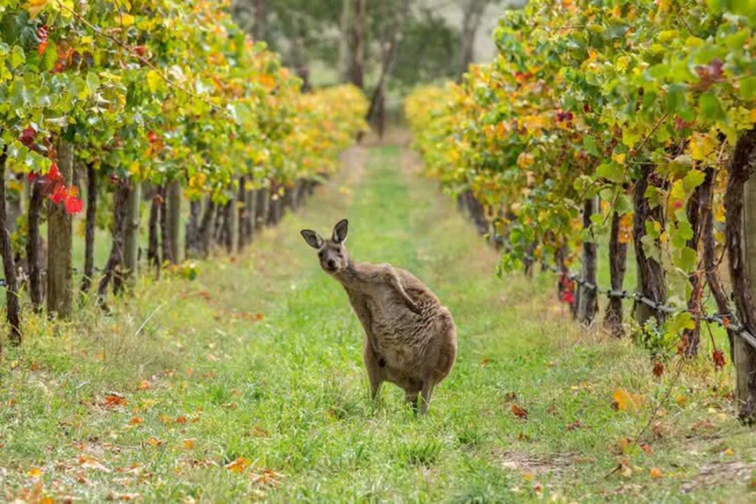 De La Mayor Granja Del Mundo A La Agricultura En El Desierto, La Alga Gigante Y El Elevador De Barcos Muestran Cómo La Ingeniería Alimenta Al Mundo.