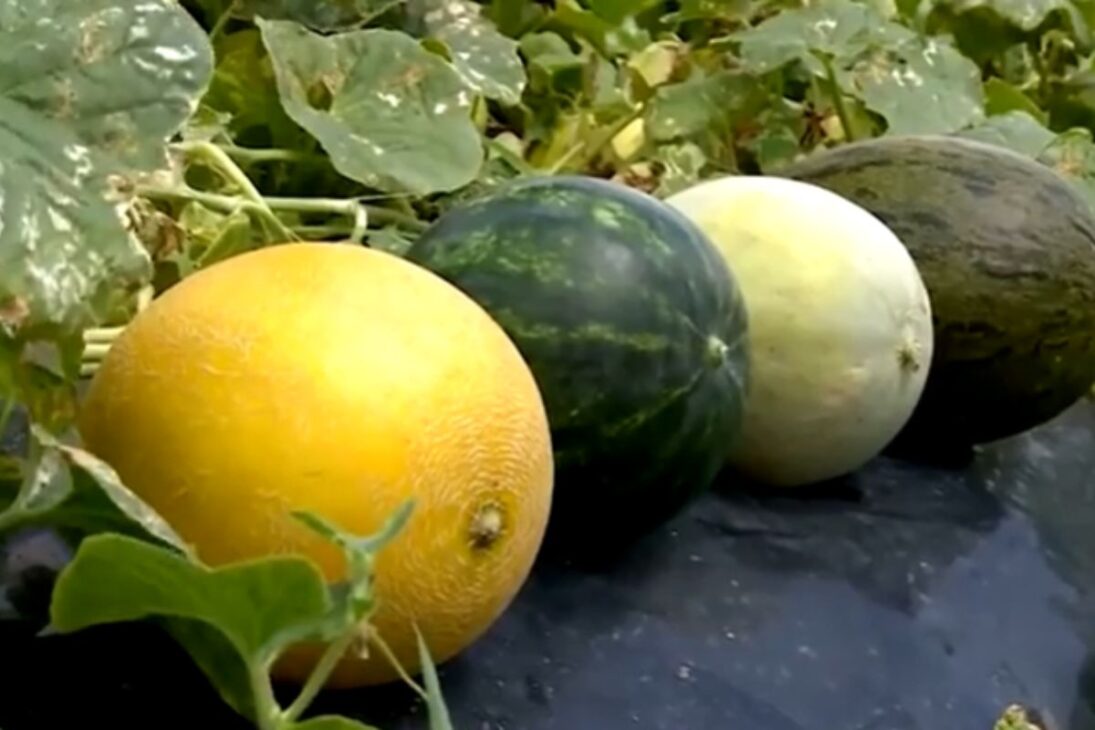 Grandes granjas muestran cómo la granja de melón de RN, el mayor jaboticabal del mundo y la acerola orgánica impulsan la producción de frutas en Brasil.