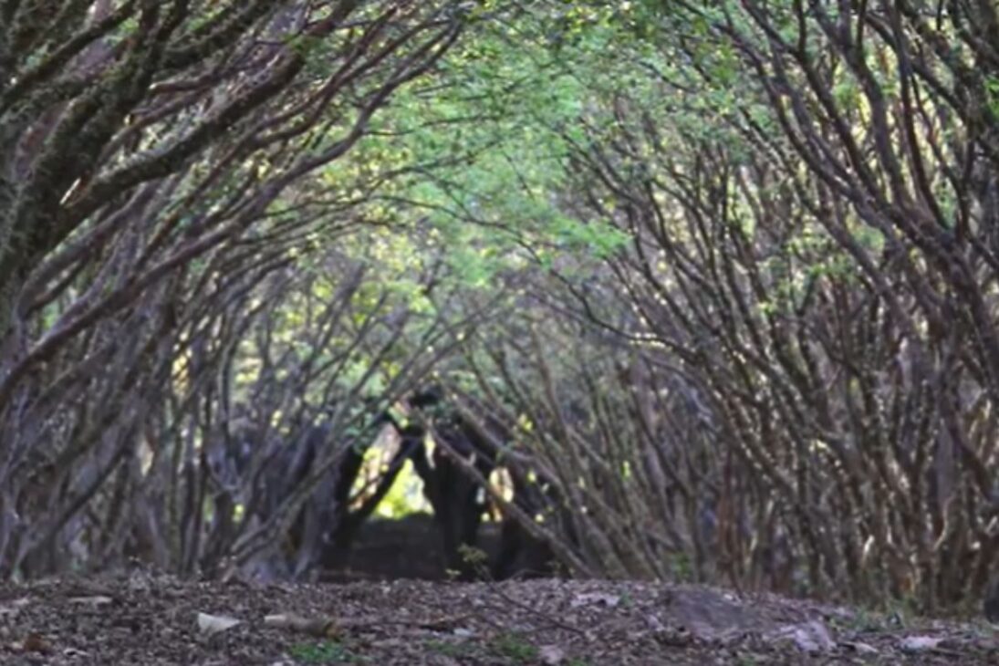 Grandes granjas muestran cómo la granja de melón de RN, el mayor jaboticabal del mundo y la acerola orgánica impulsan la producción de frutas en Brasil.