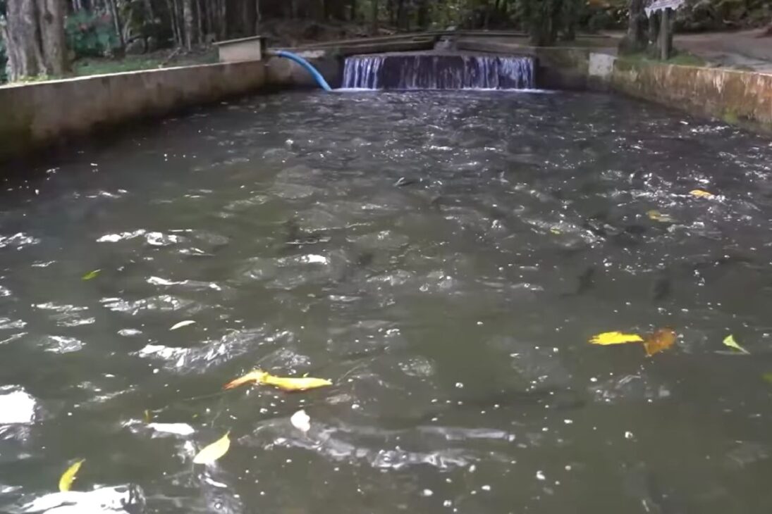 Descubra cómo la trucha se convirtió en motor de turismo en Gaspar, con agua fría y limpia sustentando la creación continua, integrada al restaurante, donde los hermanos controlan del alevino al plato y mantienen la operación estable durante todo el año.