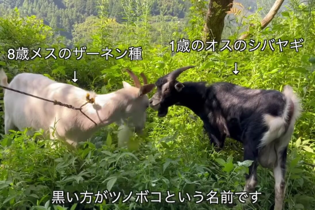 cabras foram soltas em terreno abandonado por uma semana, comeram grama com manejo diário e galinheiro como abrigo, reduzindo mato denso sem máquinas ou químicos.