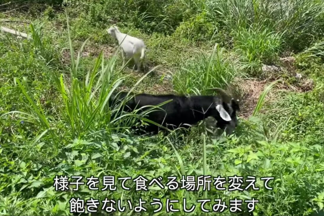 cabras foram soltas em terreno abandonado por uma semana, comeram grama com manejo diário e galinheiro como abrigo, reduzindo mato denso sem máquinas ou químicos.