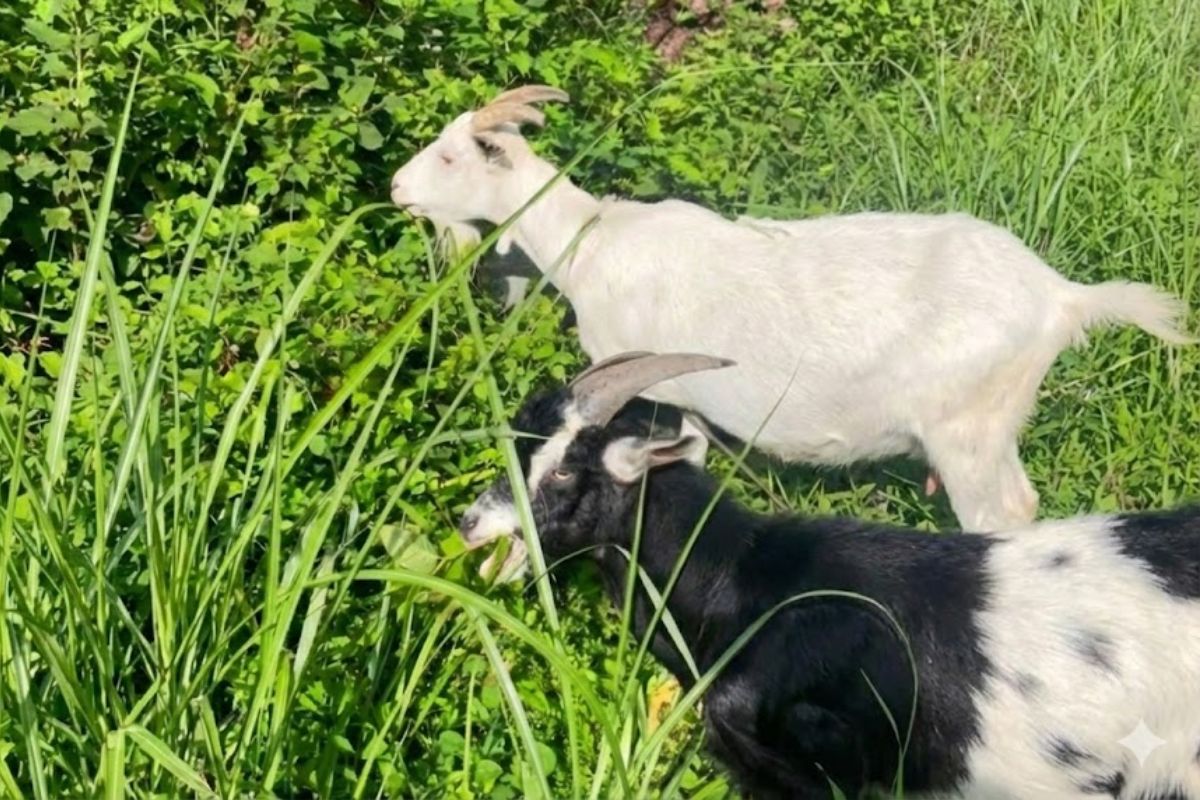 cabras foram soltas em terreno abandonado por uma semana, comeram grama com manejo diário e galinheiro como abrigo, reduzindo mato denso sem máquinas ou químicos.