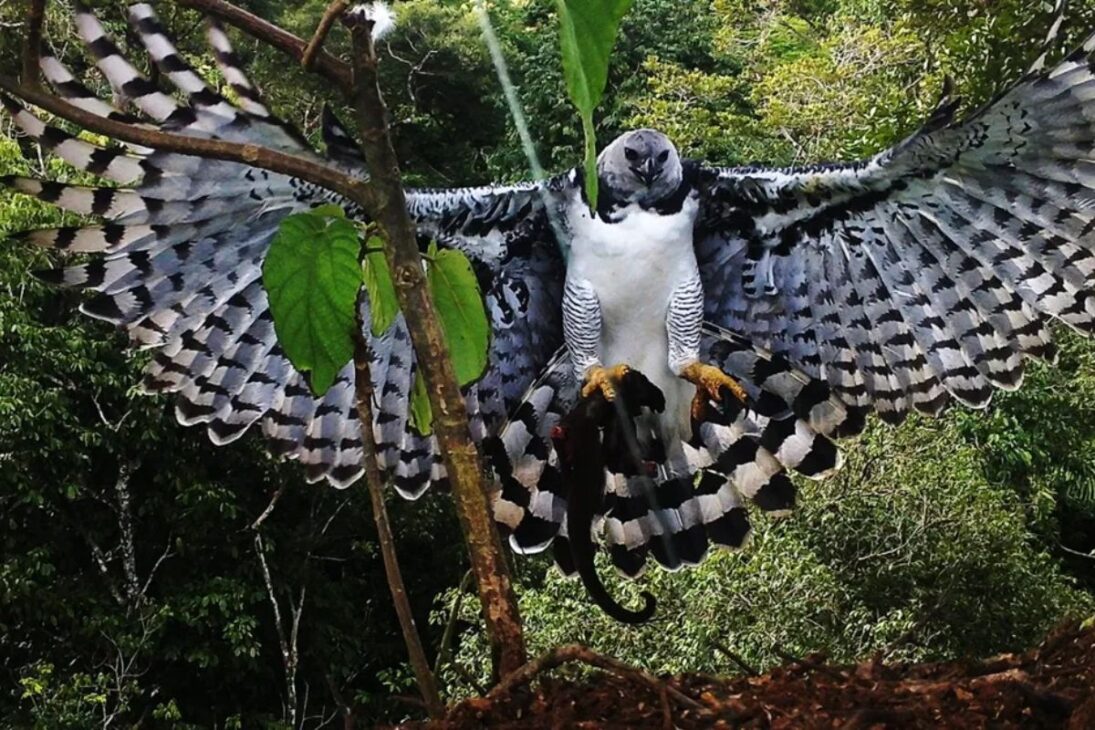 harpías en la isla Borrow Colorado presionan a los monos en experimento controlado y ponen la reintroducción de depredadores bajo escrutinio, con números de caza, adaptación y conservación.

