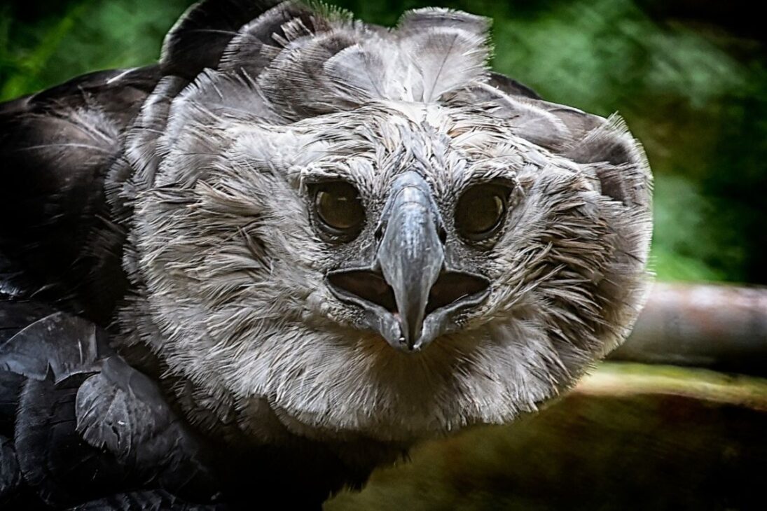 harpías en la isla Borrow Colorado presionan a los monos en experimento controlado y ponen la reintroducción de depredadores bajo escrutinio, con números de caza, adaptación y conservación.

