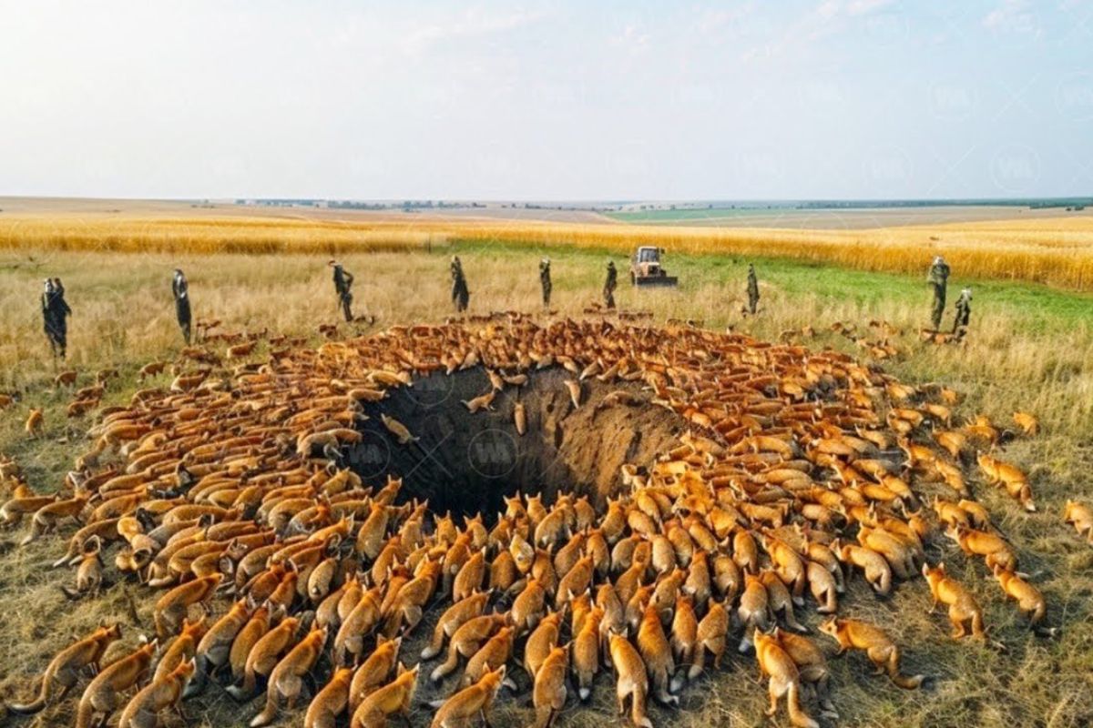 A Austrália endureceu regras contra raposas invasoras após ataques urbanos e prejuízos à agricultura, enquanto animais nativos sofrem impactos severos causados pelas raposas em diferentes regiões do país.