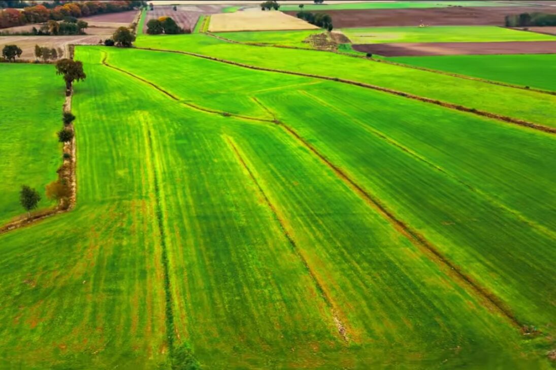 Pantanos ancestrales en Bélgica restauran turberas y zonas húmedas, frenan CO2, superan bosques en carbono y desafían la agricultura moderna europea.