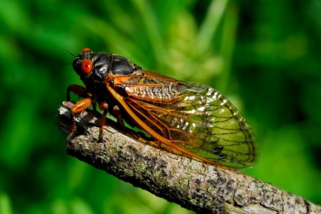 En 2024, billones de cigarras y cigarras periódicas toman Estados Unidos y muestran cómo el calentamiento global quiebra un reloj biológico.