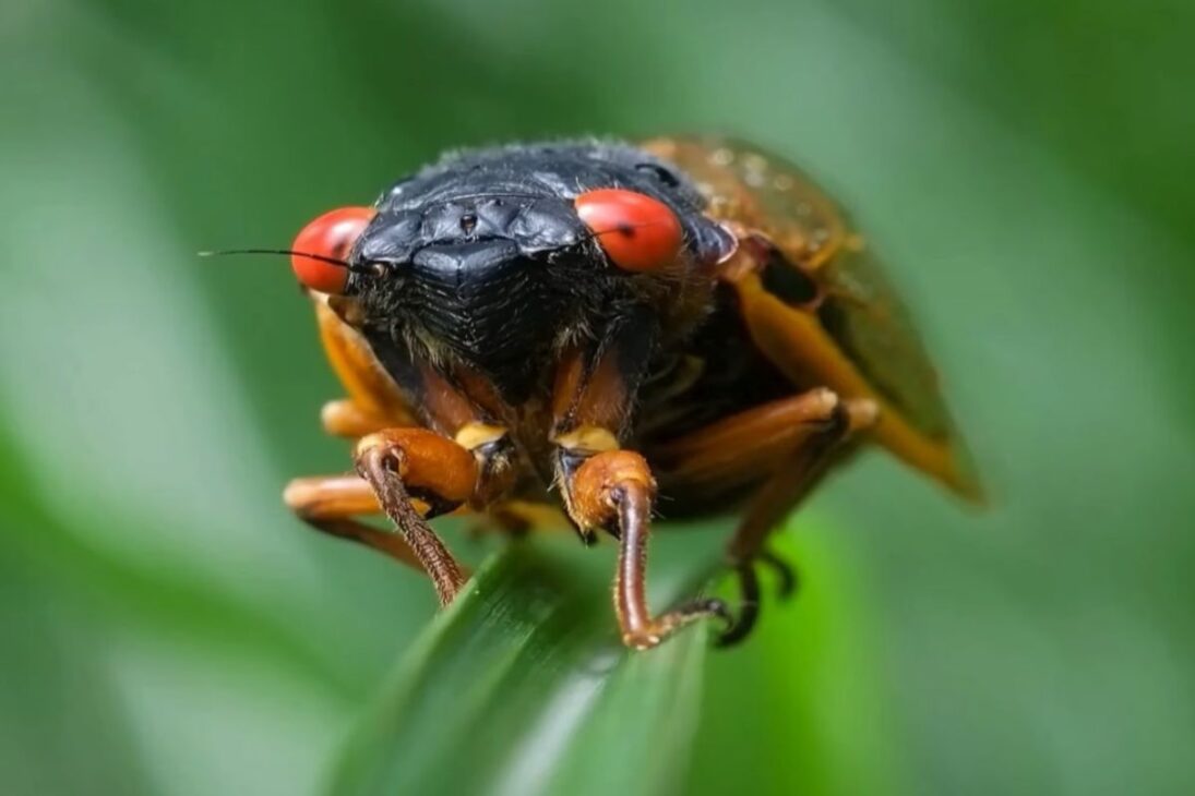 En 2024, billones de cigarras y cigarras periódicas toman Estados Unidos y muestran cómo el calentamiento global quiebra un reloj biológico.