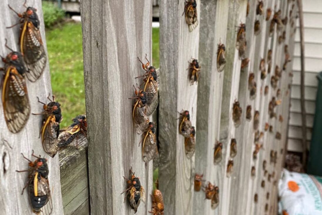 En 2024, billones de cigarras y cigarras periódicas toman Estados Unidos y muestran cómo el calentamiento global quiebra un reloj biológico.