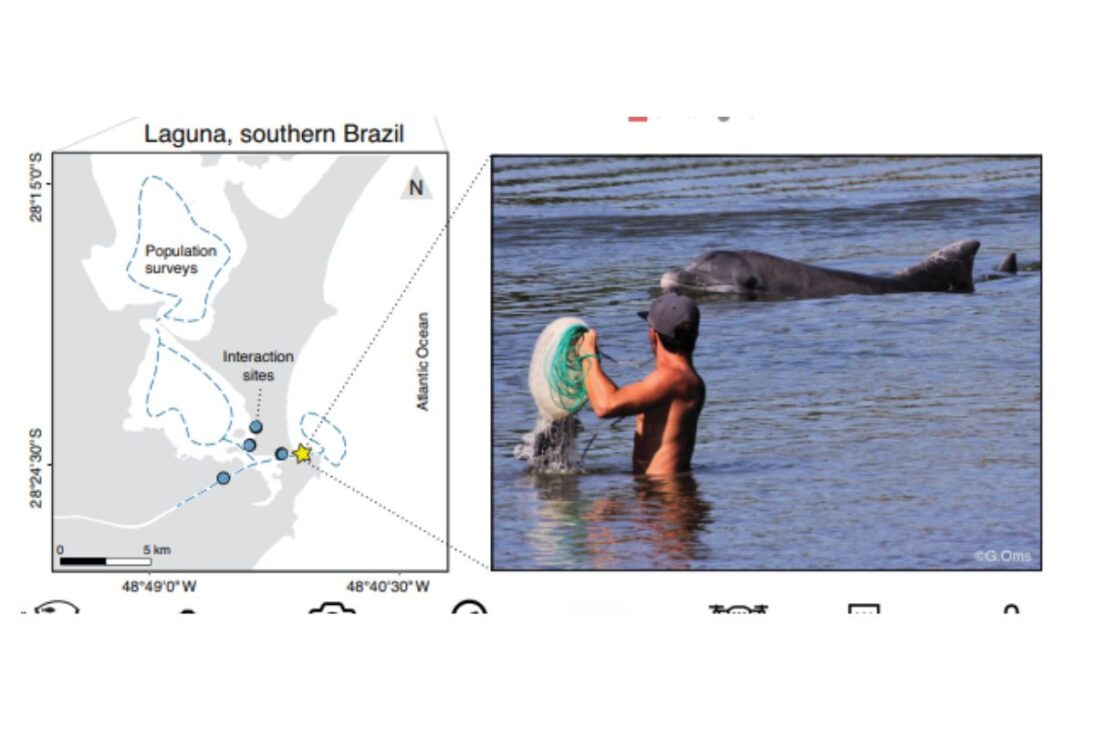 En Laguna, botos comandan la pesca en una pesca con botos donde botos de Laguna guían la pesca de taiña y mantienen viva la pesca artesanal.