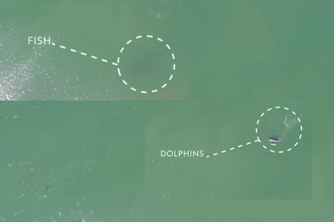 En Laguna, botos comandan la pesca en una pesca con botos donde botos de Laguna guían la pesca de taiña y mantienen viva la pesca artesanal.