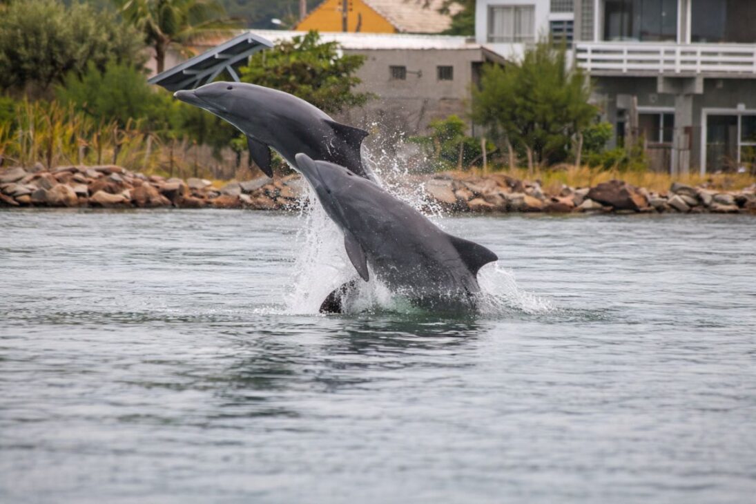 En Laguna, botos comandan la pesca en una pesca con botos donde botos de Laguna guían la pesca de taiña y mantienen viva la pesca artesanal.