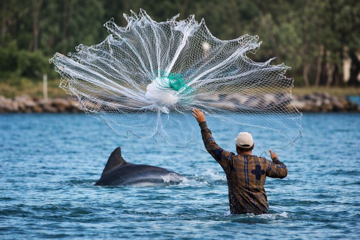 Em Laguna, botos comandam a pesca guiam pescadores brasileiros e indicam, em 7 segundos, quando lançar a rede; parceria centenária turbina a pesca e faz os botos viverem mais (3)