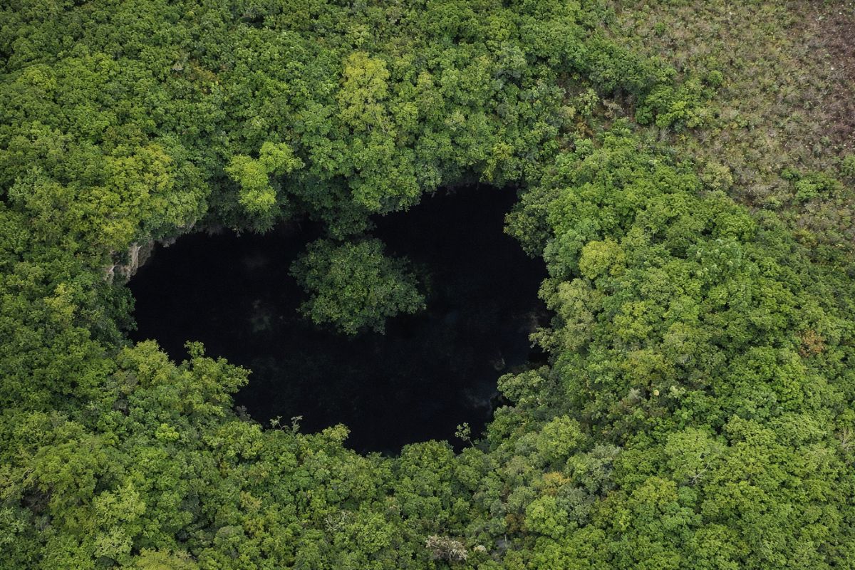Engenheiros descobrem sumidouro de 200 metros na China e encontram floresta intocada com árvores de 40 m, oxigênio alto e espécies raras, mas escavações ilegais ameaçam colapso