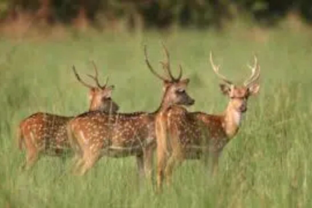 Invasor creció en silencio: ciervo chital asiático y hipopótamos de Pablo Escobar, especie invasora en Colombia vista en Doradal Antioquia.