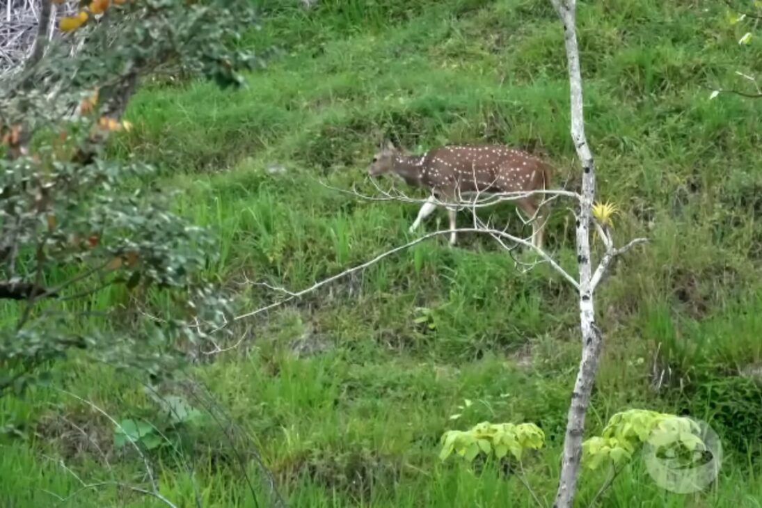 Invasor creció en silencio: ciervo chital asiático y hipopótamos de Pablo Escobar, especie invasora en Colombia vista en Doradal Antioquia.
