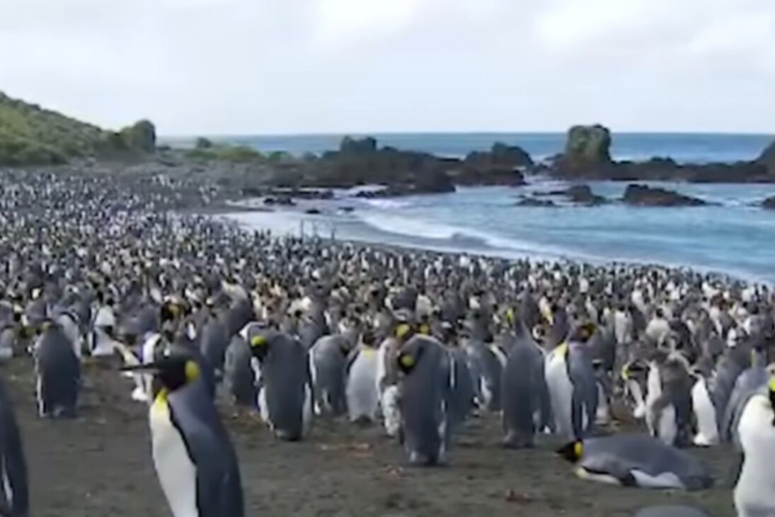 Ratas en la isla: pingüinos sufren mientras gatos y conejos alimentan el colapso del ecosistema. Entiende.