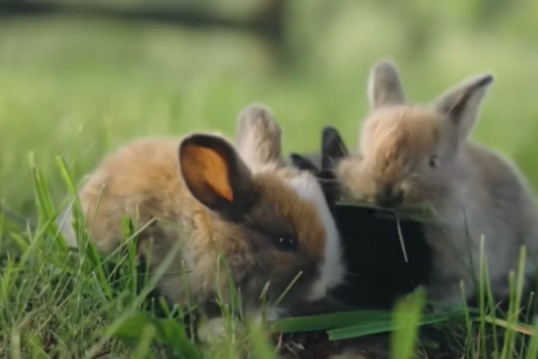 Ratas en la isla: pingüinos sufren mientras gatos y conejos alimentan el colapso del ecosistema. Entiende.