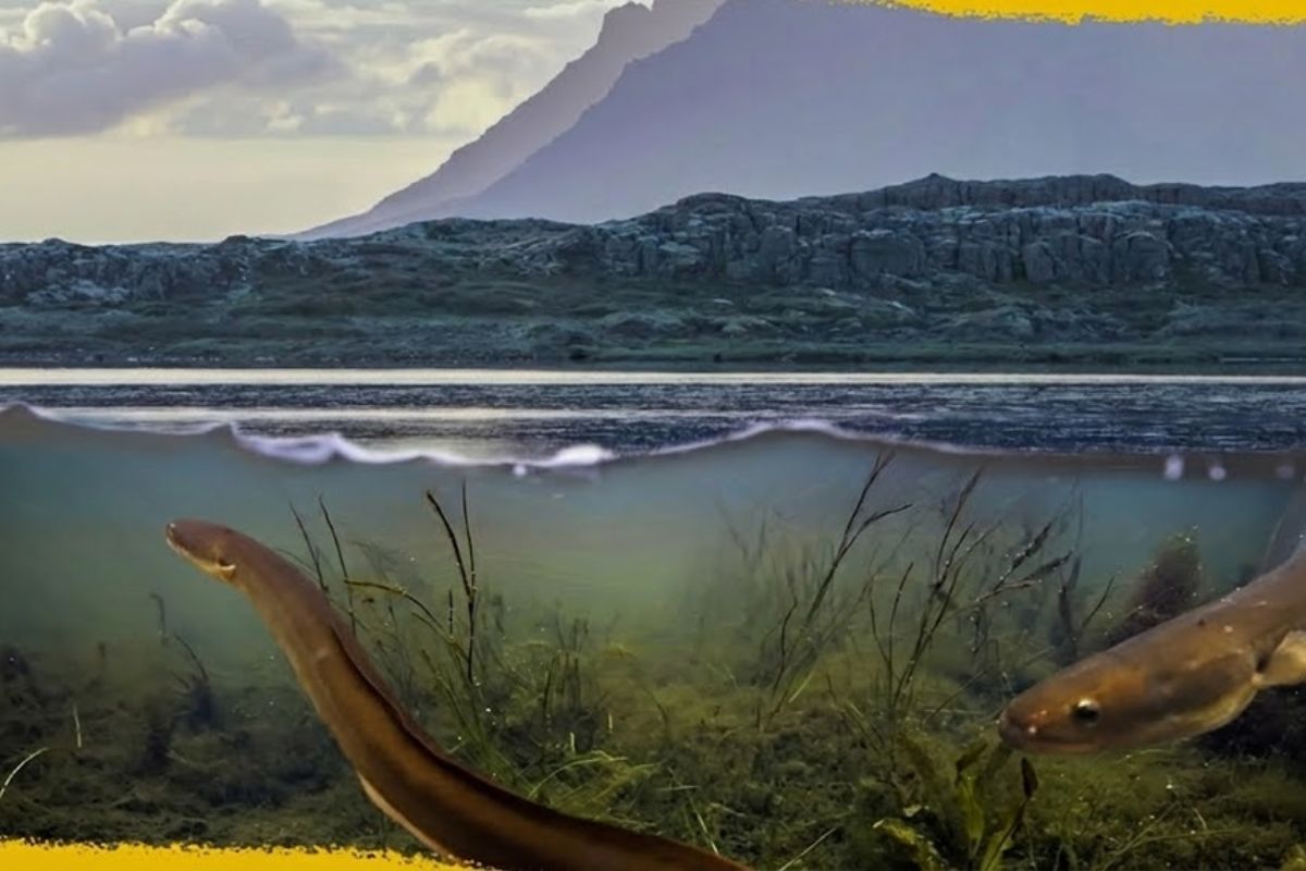 Pântano restaurado com fechamento de valas de drenagem, recuperação de turfeiras, retorno de peixes migratórios e mais aves em ecossistema reconectado.