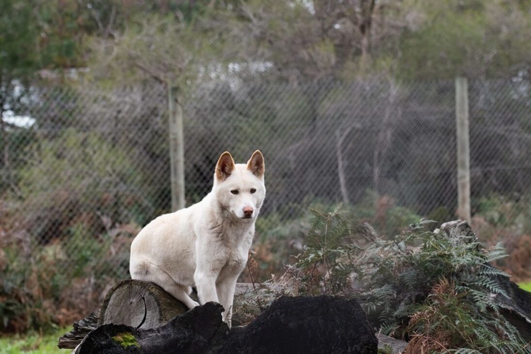 En Australia, el Dingo es un perro de origen ambiguo que altera ecosistemas, motiva cercas históricas y divide granjas y ciencia a escala continental.