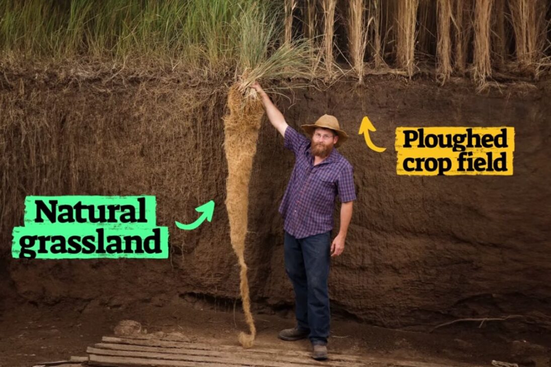 El Viejo Oeste renace con American Prairie al restaurar la pradera, soltar bisonte y ampliar cercas removidas en uno de los más grandes proyectos ecológicos de EE.UU.