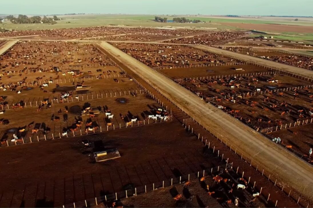 El Viejo Oeste renace con American Prairie al restaurar la pradera, soltar bisonte y ampliar cercas removidas en uno de los más grandes proyectos ecológicos de EE.UU.