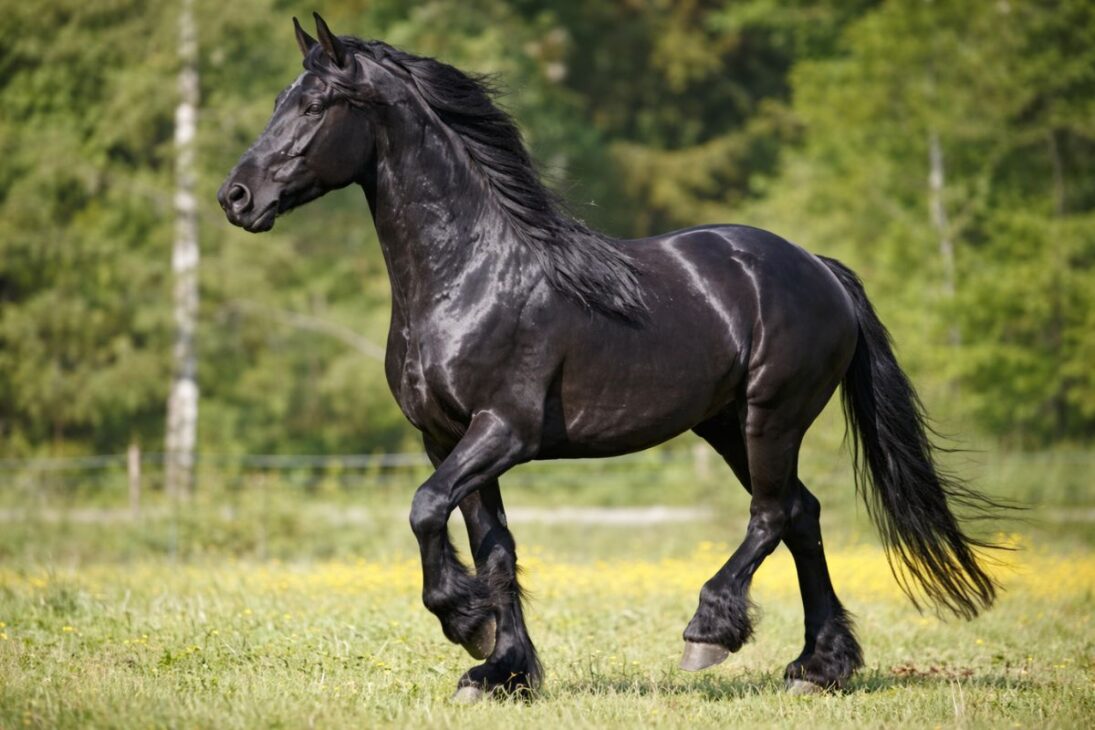 Conoce: Frísio caballo que casi se extinguió, historia del caballo Frísio, Perla Negra de los caballos, cuello de botella genético del Frísio, caballo de guerra y de arena.