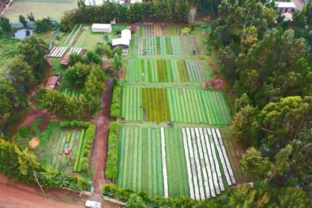 Etiopía Establece Récord Con Green Legacy: Reforestación Contra La Deforestación Y El Calentamiento Global Tras 350 Millones De Árboles En 12 Horas.