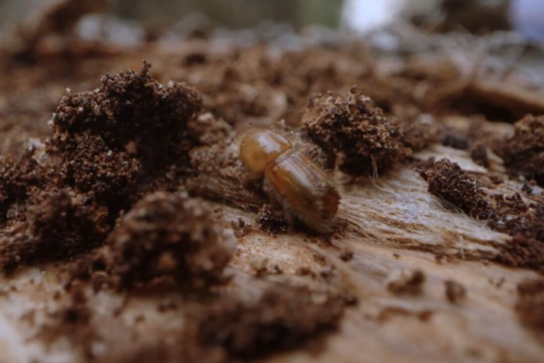 Cuando los bisontes destruyen monocultivos y monocultivos de abetos colapsan bosques europeos ante el cambio climático, los científicos apuestan por la migración asistida.