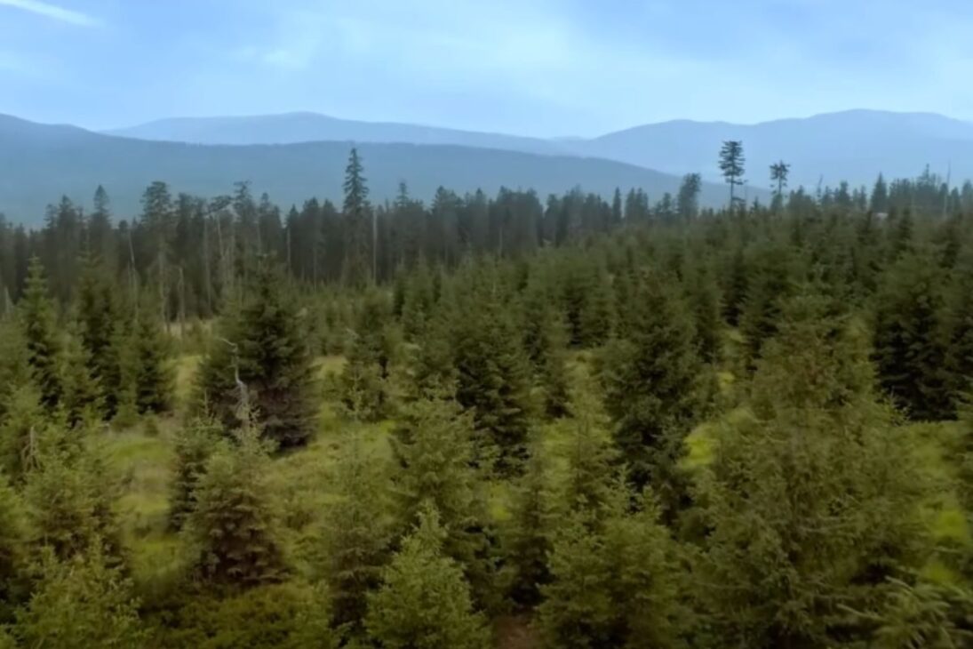 Cuando los escarabajos destruyen monocultivos y monocultivos de abetos colapsan bosques europeos ante el cambio climático, los científicos apuestan por la migración asistida.