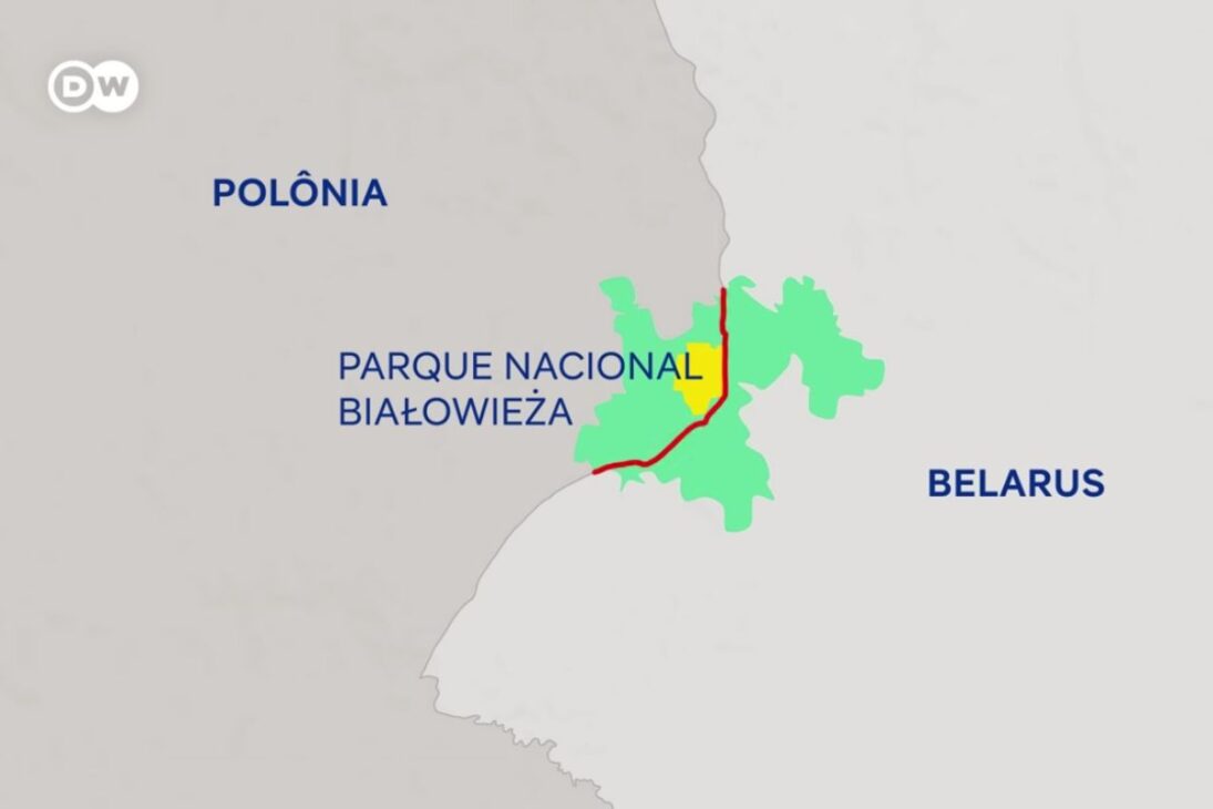 El bosque milenario en Polonia y Bielorrusia está cortado por una cerca en el Parque Nacional Białowieża, aislando bisontes y poniendo en riesgo uno de los ecosistemas más antiguos de Europa